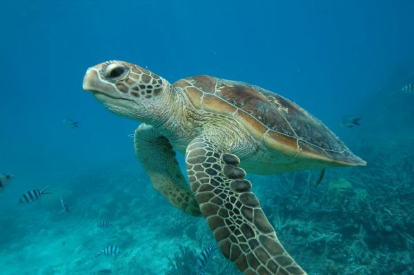 SAMUI : Koh Tao & Koh Nang Yuan – Semi-private - Image 5