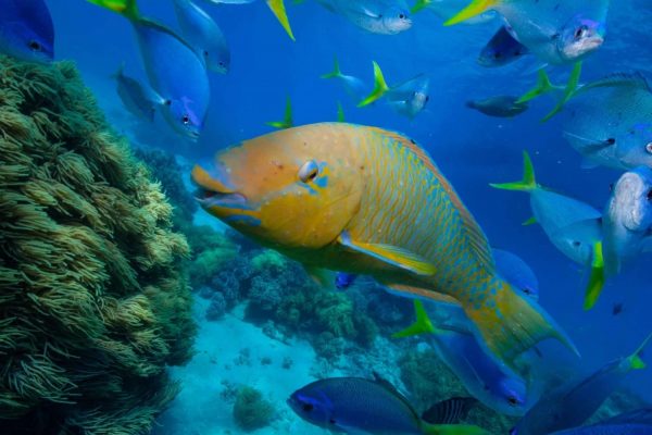 SAMUI : Koh Tao & Koh Nang Yuan – Semi-private - Image 6