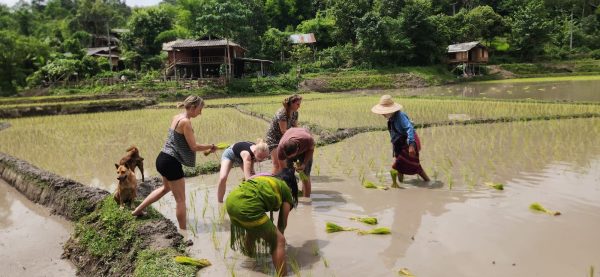 CHIANG MAI: Karen homestay experience - Image 3