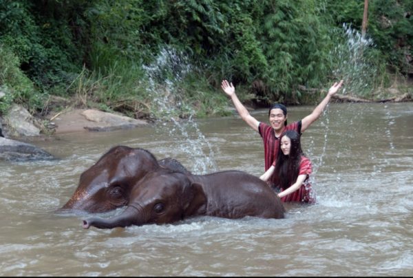 CHIANG MAI : Ethical Elephant Encounter- Whole Day & Semi-private - Image 6