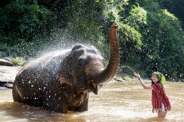 CHIANG MAI : Ethical Elephant Encounter- Whole Day & Semi-private - Image 5
