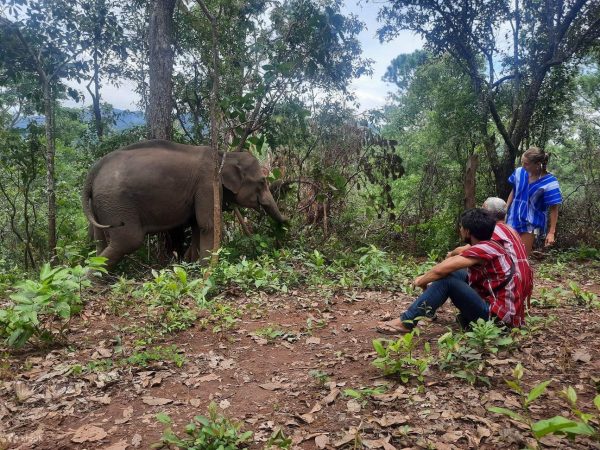 CHIANG MAI : Ethical Elephant Encounter- Whole Day & Semi-private - Image 2