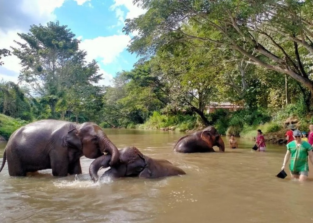 CHIANG MAI : Ethical Elephant Encounter- Whole Day & Semi-private