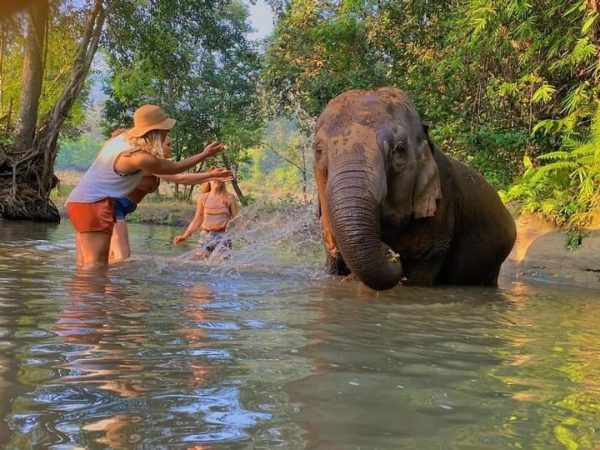CHIANG MAI : Ethical Elephant Encounter- Whole Day & Semi-private - Image 3
