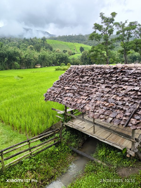CHIANG MAI: Karen Homestay & Elephant Encounter - Image 10