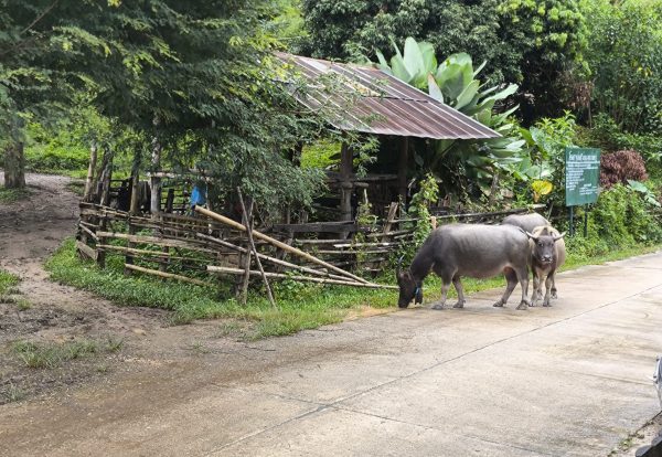 CHIANG MAI: Karen homestay experience - Image 10