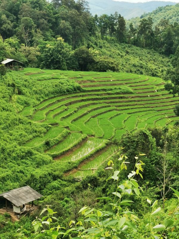 CHIANG MAI : Trek with the Karen People- Semi-private - Image 9