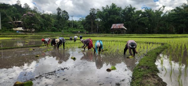 CHIANG MAI : Trek with the Karen People- Semi-private - Image 8