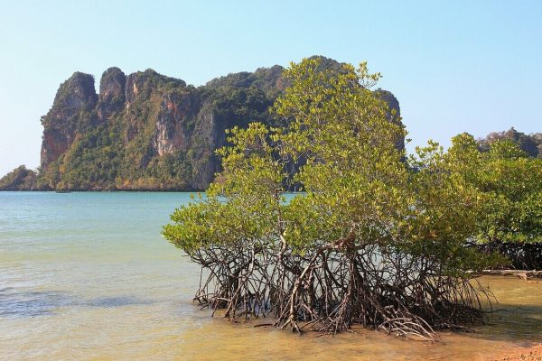 AO NANG / KRABI: Kayak & ATV Riding – Semi-private - Image 5