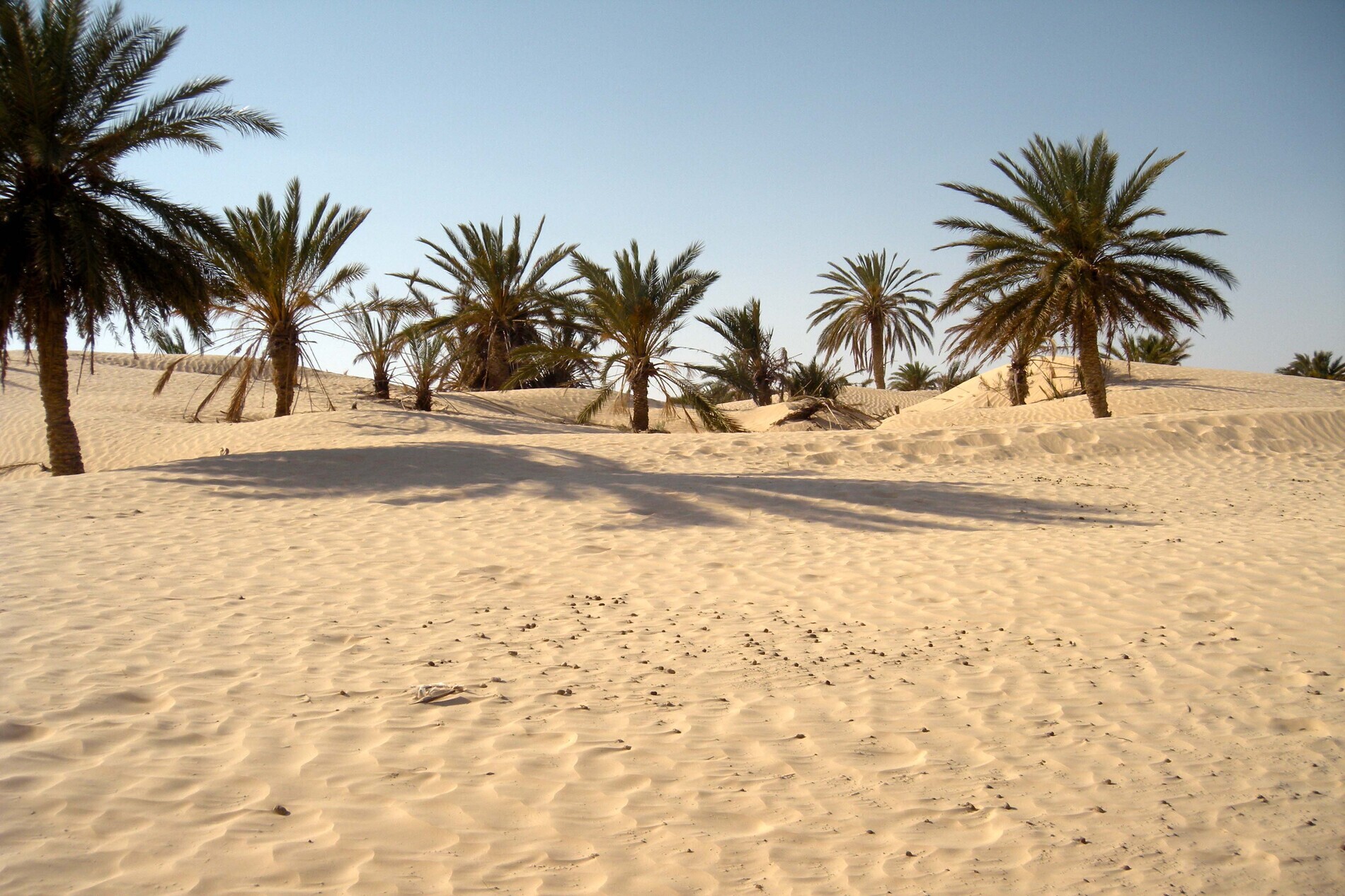 TUNISIE: Séjour immersif (11 jours / 10 nuits) – Image 10